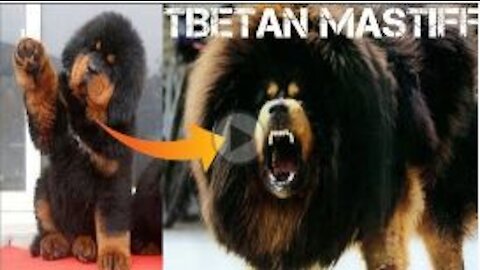 Tibatin mastiff Most expensive and Dangerous dog in the world __ #dog#rumblevideos