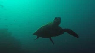 Diver spots three-legged turtle