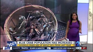 Chesapeake Bay Blue Crab population increased