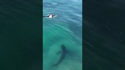 Surfers have no idea a Great White Shark is below them