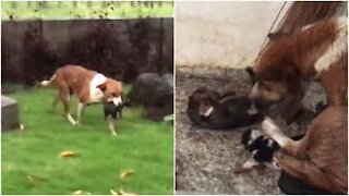 L'istinto materno di una cagnolina sotto la pioggia