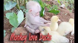 Monkey Love Ducks ...