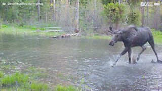 Moose has a blast in the water