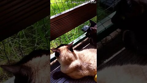 Six Purrfectly Patient Pals: A Feline Bird-Watching Adventure