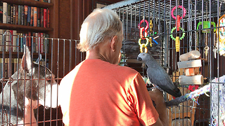 Great Dane Watches African Grey Parrot Give Kisses