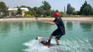 Cão pratica wakeboarding com o dono