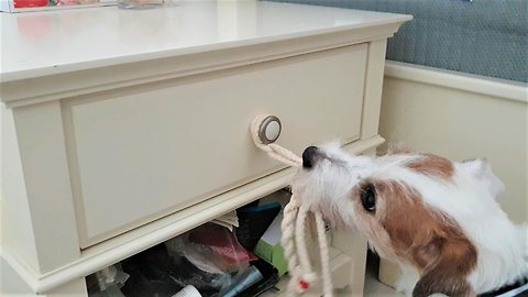 Jack Russell fetches leash from drawer for walk time