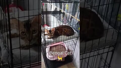 #Bengal #Cat