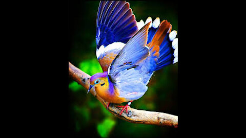 Cute bird amazing moment STR