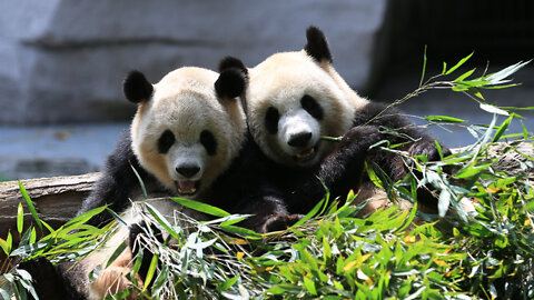Giant Pandas Raising Cute Pandas Pandas Video