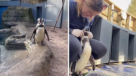 Caretaker and penguin share a special bond