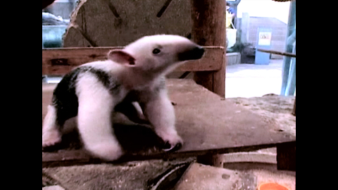 Cute Baby Anteater Finds Its Feet
