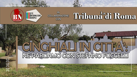 Cinghiali nelle città: ne parliamo con Stefano Fuccelli