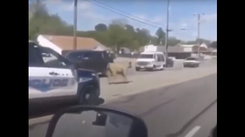 Police Chase A Cow Down The Street...Cow Attacks Man