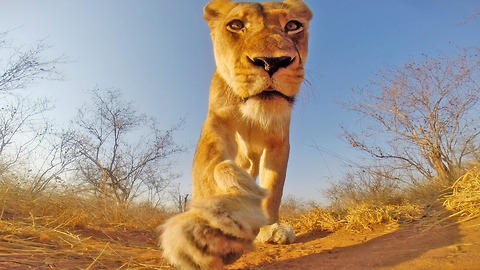 Lioness Plays With GoPro In Greater Kruger National Park