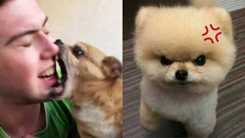 Angry - Funny Dogs And Cats of TikTok 😮- angry Pet videos 😱