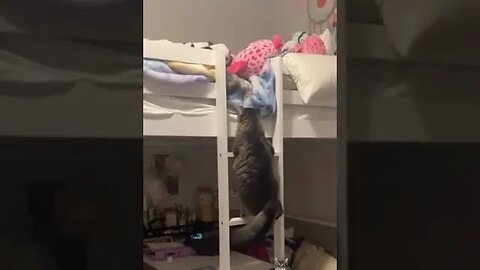 Nimble Cat Climbs Bunk Bed Ladder to Snuggle With Its Tiny Human!