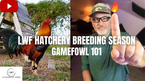 LWF FOWL Stream // HATCHERY Tips For Breeding Season