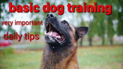 10 most essential commands dog training