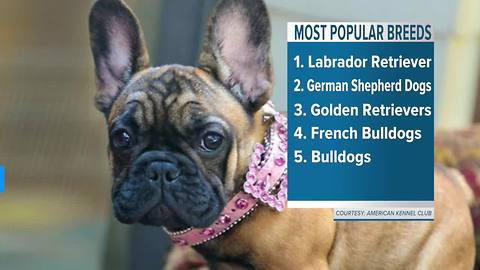 Most popular dog breeds