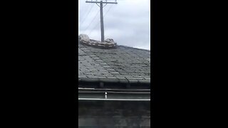 Python on roof in Detroit