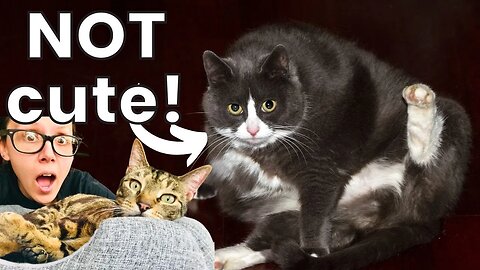 Harsh truth most cat parents need to hear