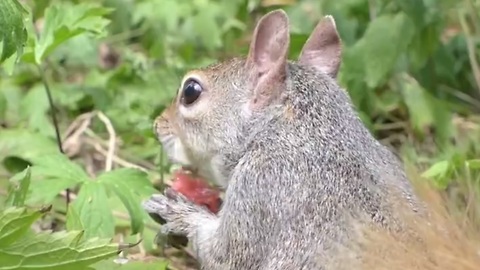 Adorable squirrel enjoys a watermelon