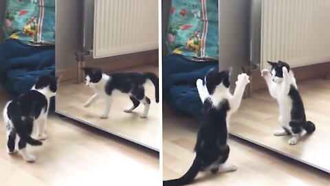 cat making funny moves by seeing herself in the mirror for the first time
