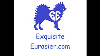Exquisite Eurasier Puppy Whelping Box