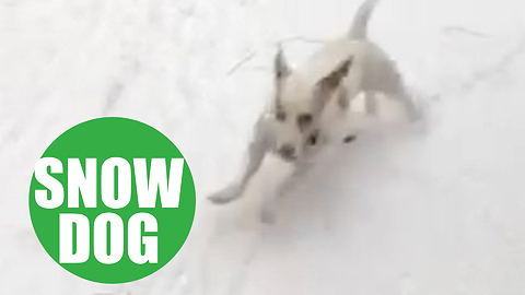 Puerto Rico Rescue Dog Goes Wild When He Sees Snow