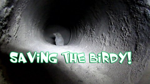 Saving A Bird Stuck In A Stove Pipe