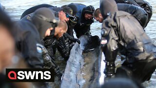 Divers pull out 1,200-year-old canoe from bottom of lake in Wisconsin