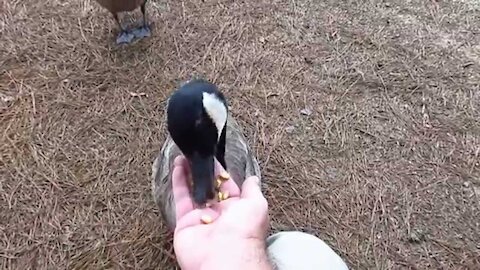 Canada goose loves being hand fed with corns