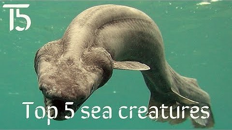 TOP 5 sea creatures
