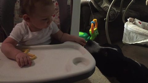 Thoughtful baby lovingly shares snack with pit bull