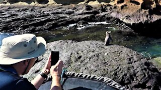 Lonely little penguin discovered on this famous Galapagos Island