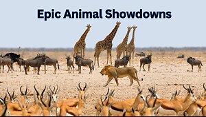 Epic Animal Showdowns