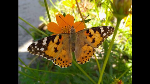 LOVELY BUTTERFLY AT HOME