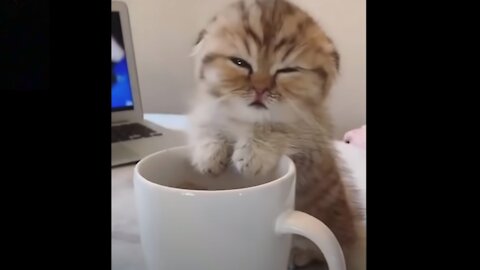 Cat and coffee