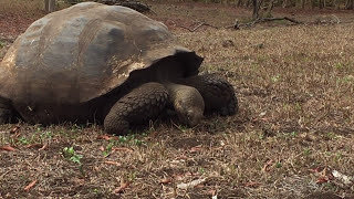 Giant Tortoise eating in the Galapagos #Shorts