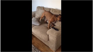 Dog displays excitement for walk in peculiar way