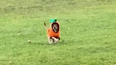 Puppy hilariously prances at the park in his Halloween costume