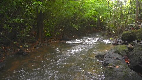 The Relaxing Sounds Of Flowing River Water In A Tropical Forest - Water Sounds - Nature ASMR