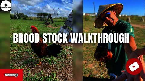 GAMEFARM Gamefowl BROOD STOCK Walkthrough SWEATER Bloodline Preview