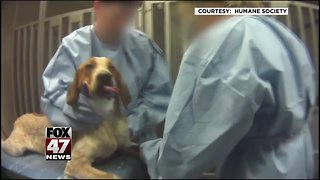 Michigan Humane Society to adopt OU