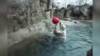 "A Polar Bear Bounces A Red Ball Against A Rock Wall at A Zoo"