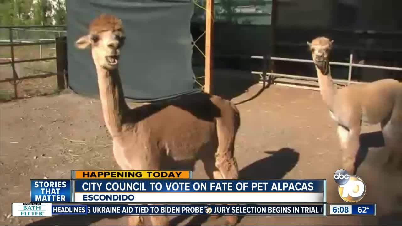 Future of alpacas in Escondido to be decided