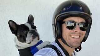 Fransk bulldog elsker at køre på motorcykel
