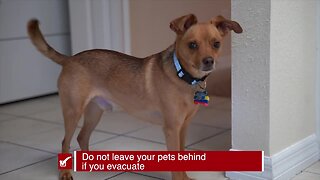 Keeping your pets safe |Tracking the Tropics Quick Tip