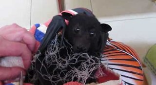 Morcego fica preso em rede mas é salvo por resgate de animais